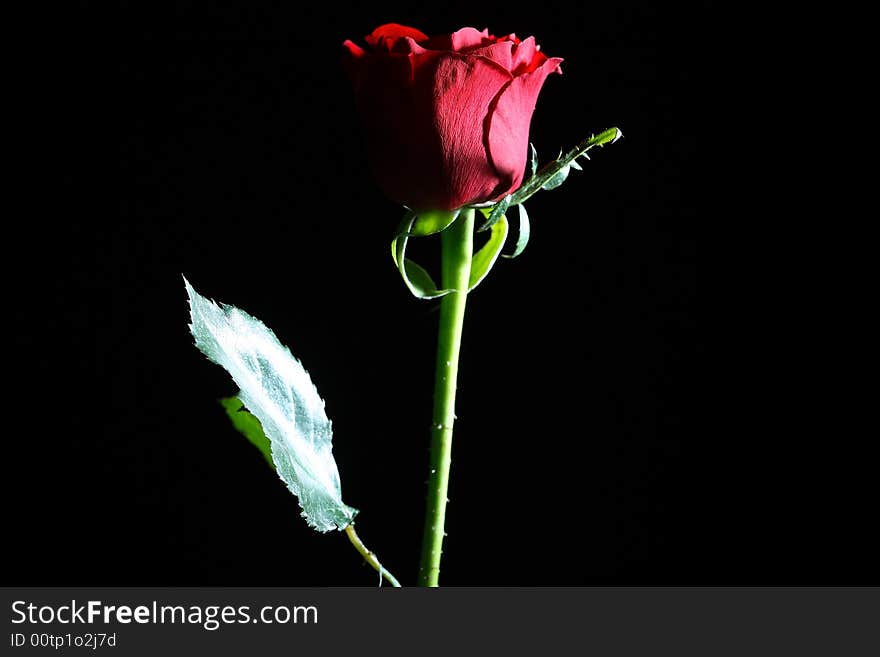 Dark red rose with water droplets.