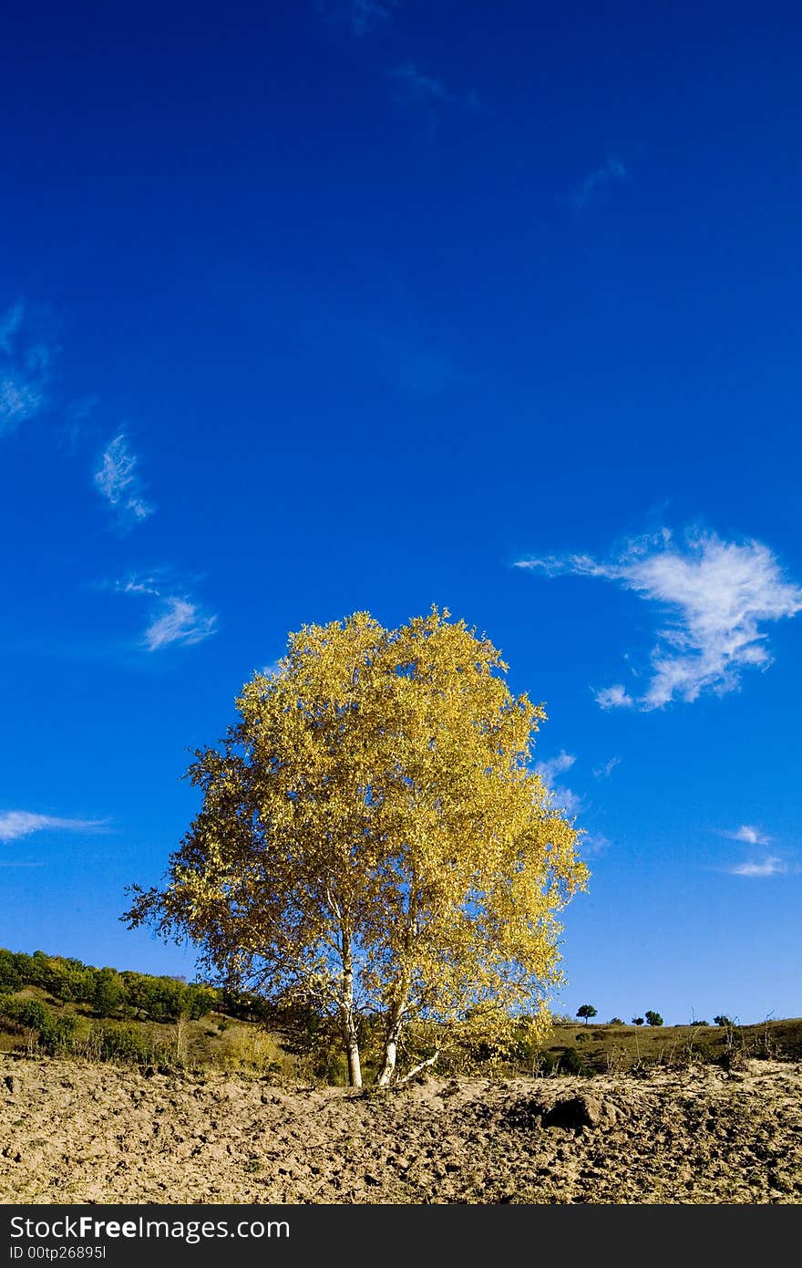 Lone tree on the grassy horizon