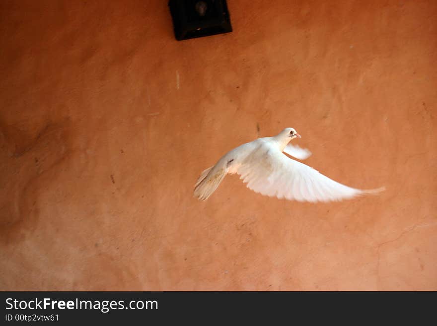 Flying dominican pigeon