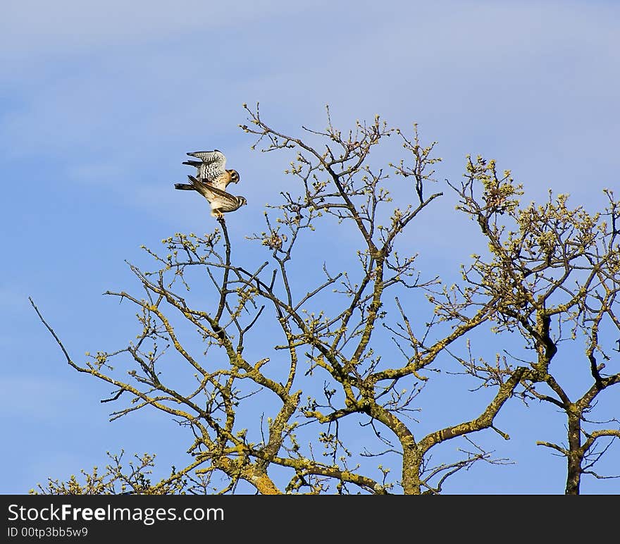 Kestrals mating on tree against blue sky. Kestrals mating on tree against blue sky