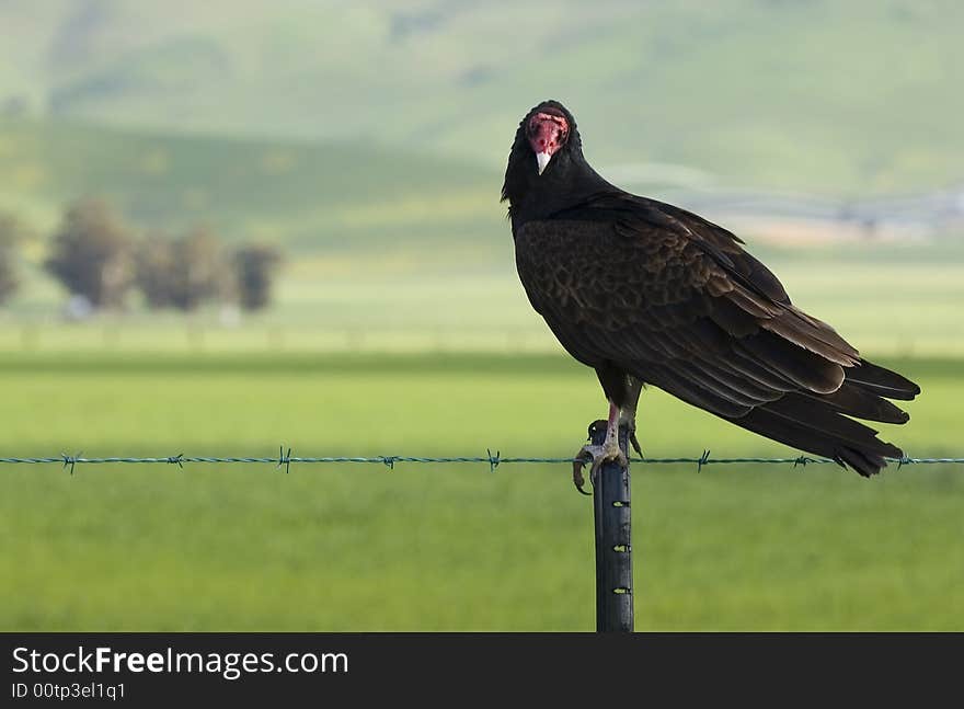 Turkey Vulture On Fence