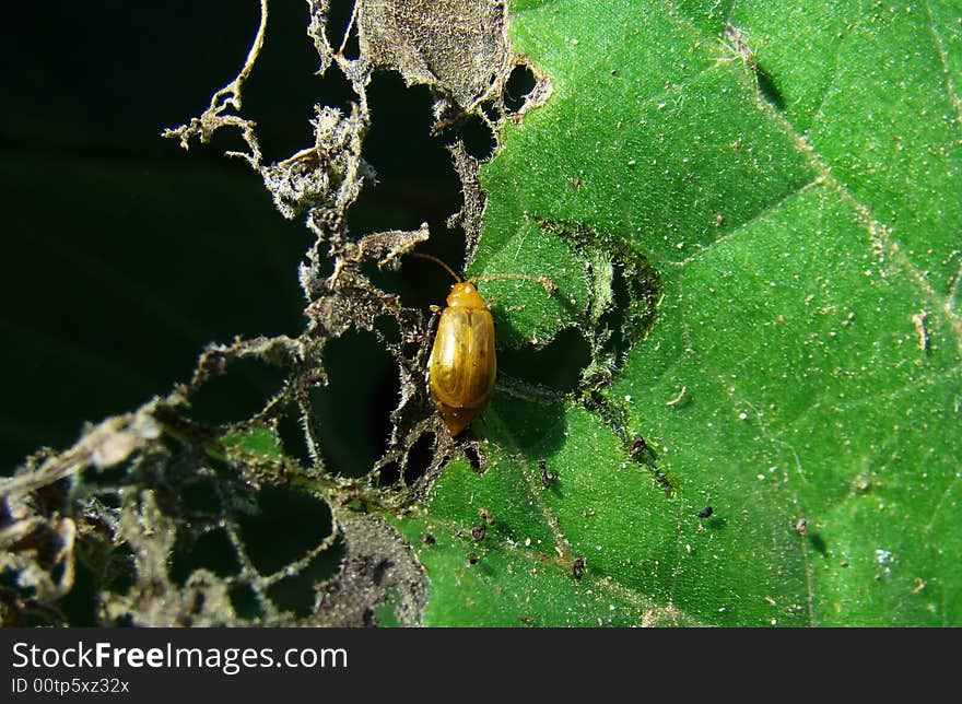 An insect eating part of a leaf. An insect eating part of a leaf