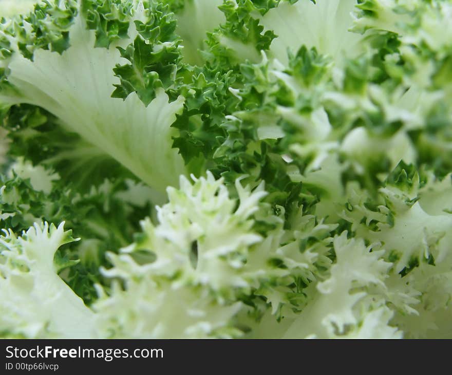 Cabbage macro shoot