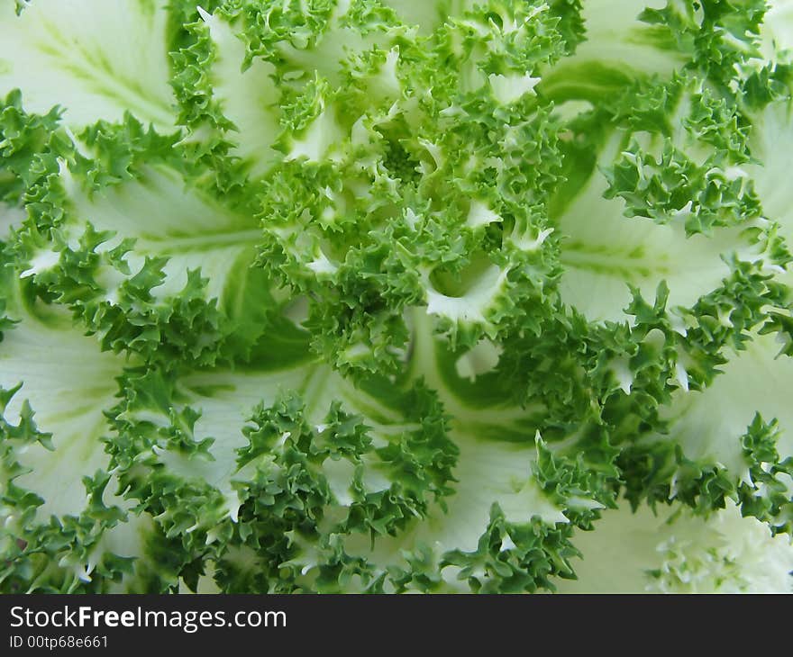 Cabbage macro shoot