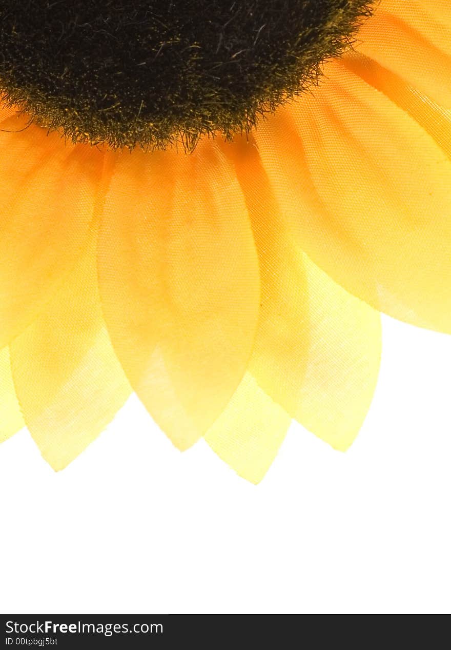 Picture of a Sunflower over white background