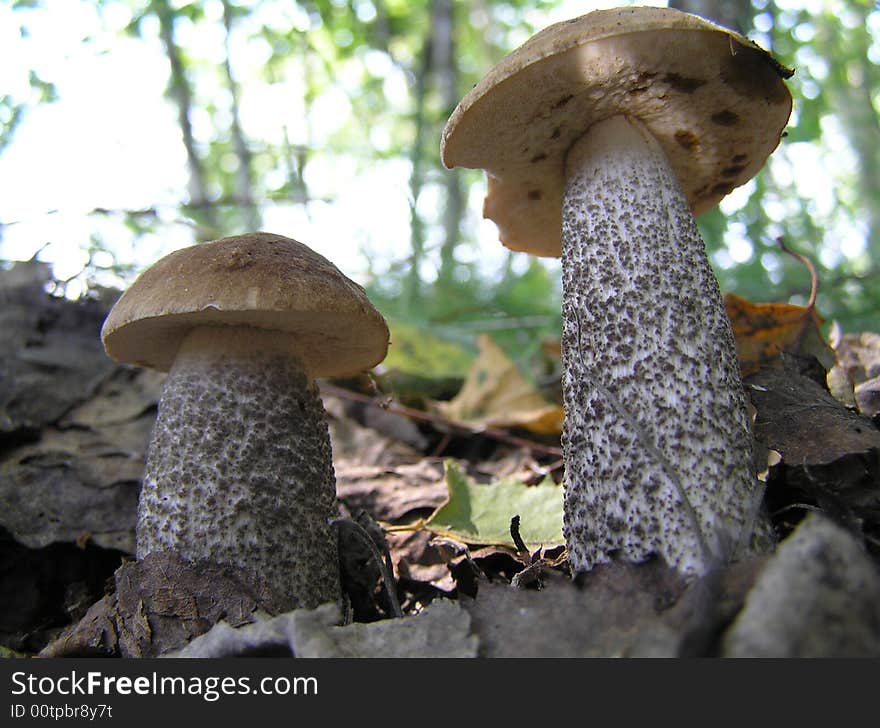 Mushrooms which grow to on by aspens. Appear in warm, rainy weather. Mushrooms which grow to on by aspens. Appear in warm, rainy weather.