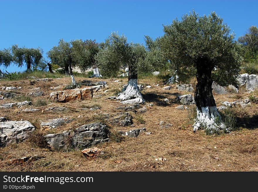 Close-up of ancient olive trees, fresh and healthy produce scene