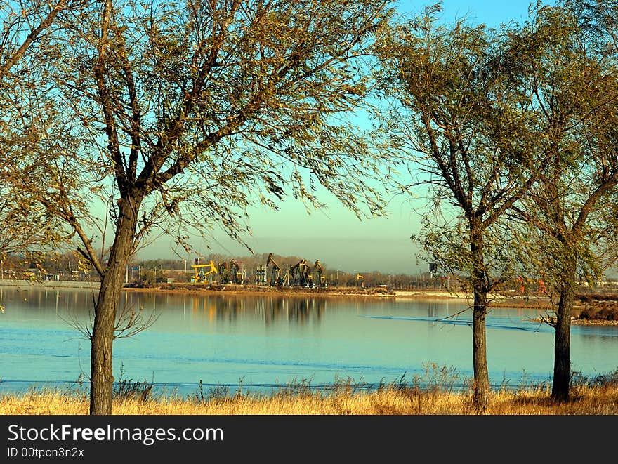 The tree of the by the lake