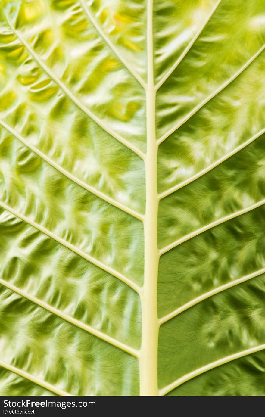 Leaf closeup