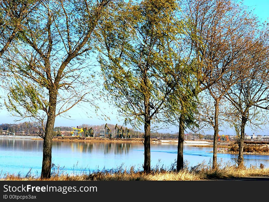 The forest of the water side of the lake. The forest of the water side of the lake