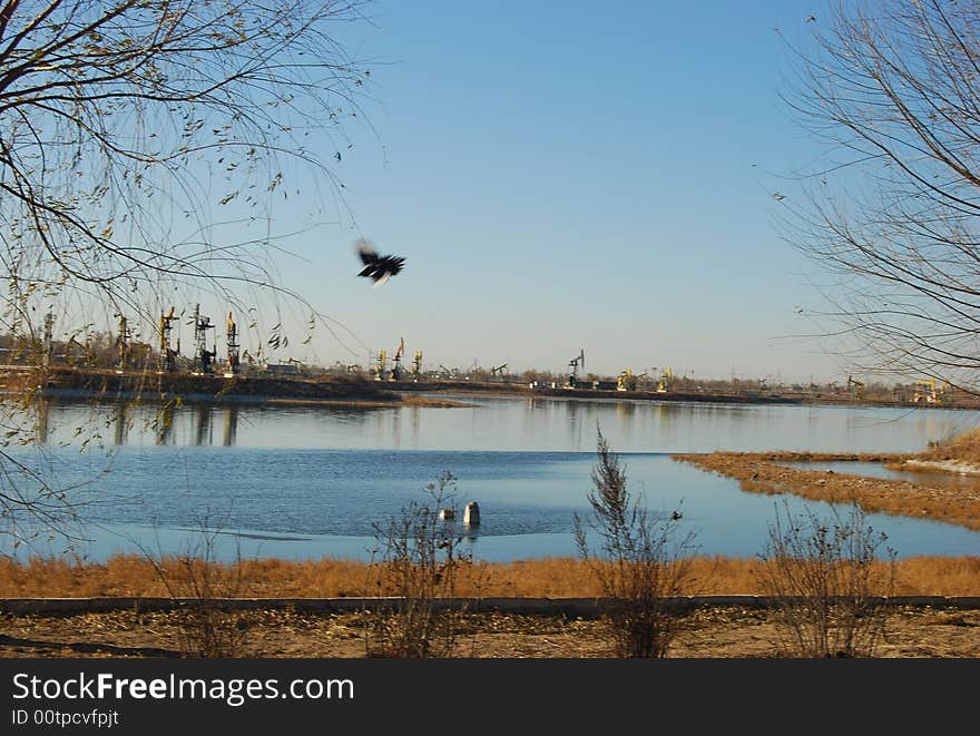 The bird that by the lake flew