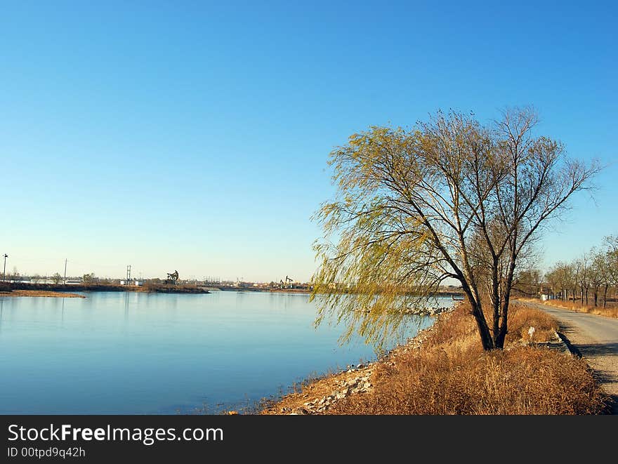 The tree of the by the lake. The tree of the by the lake