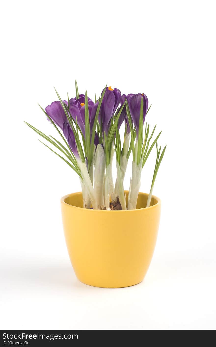 Violet Crocuses In A Pot