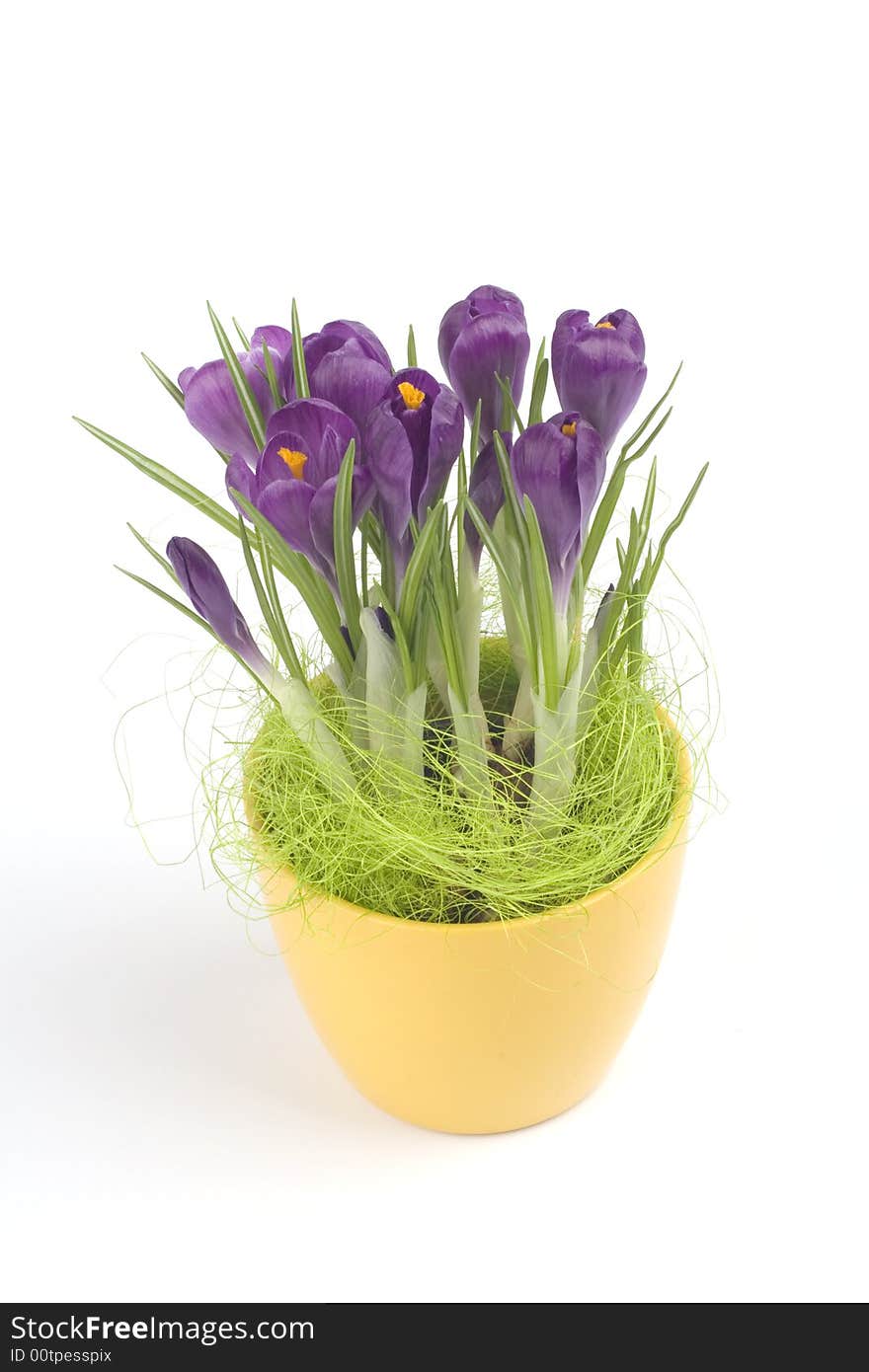 Violet crocuses in a pot