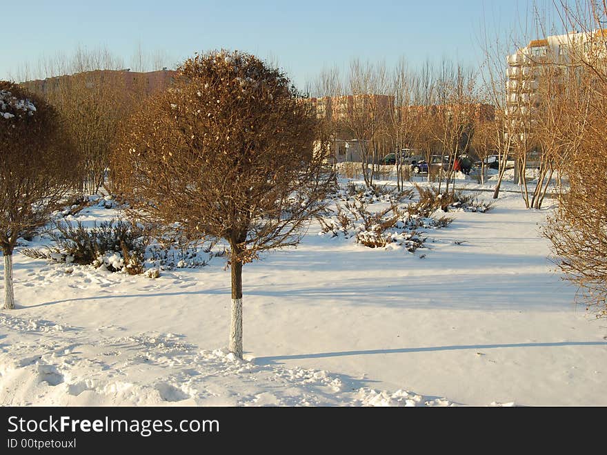 Tree within snow ground      beautiful