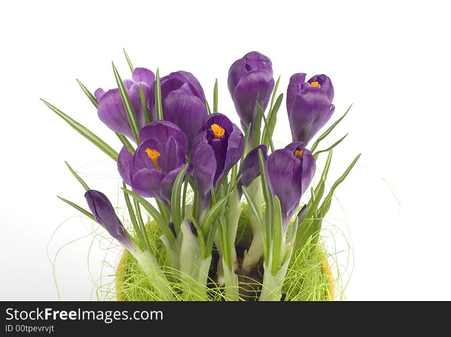 Violet crocuses in a pot