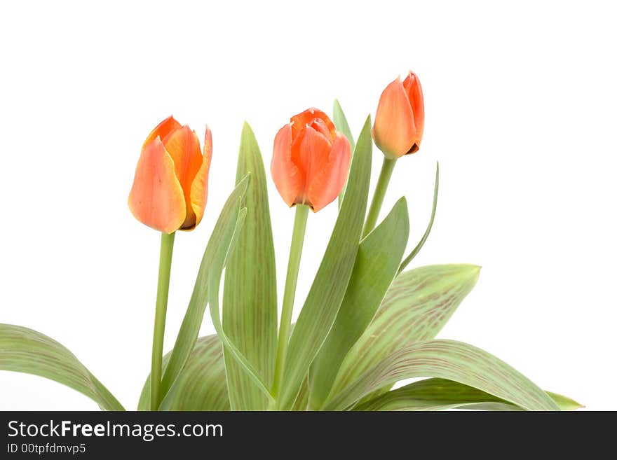 Orange tulips on a white background