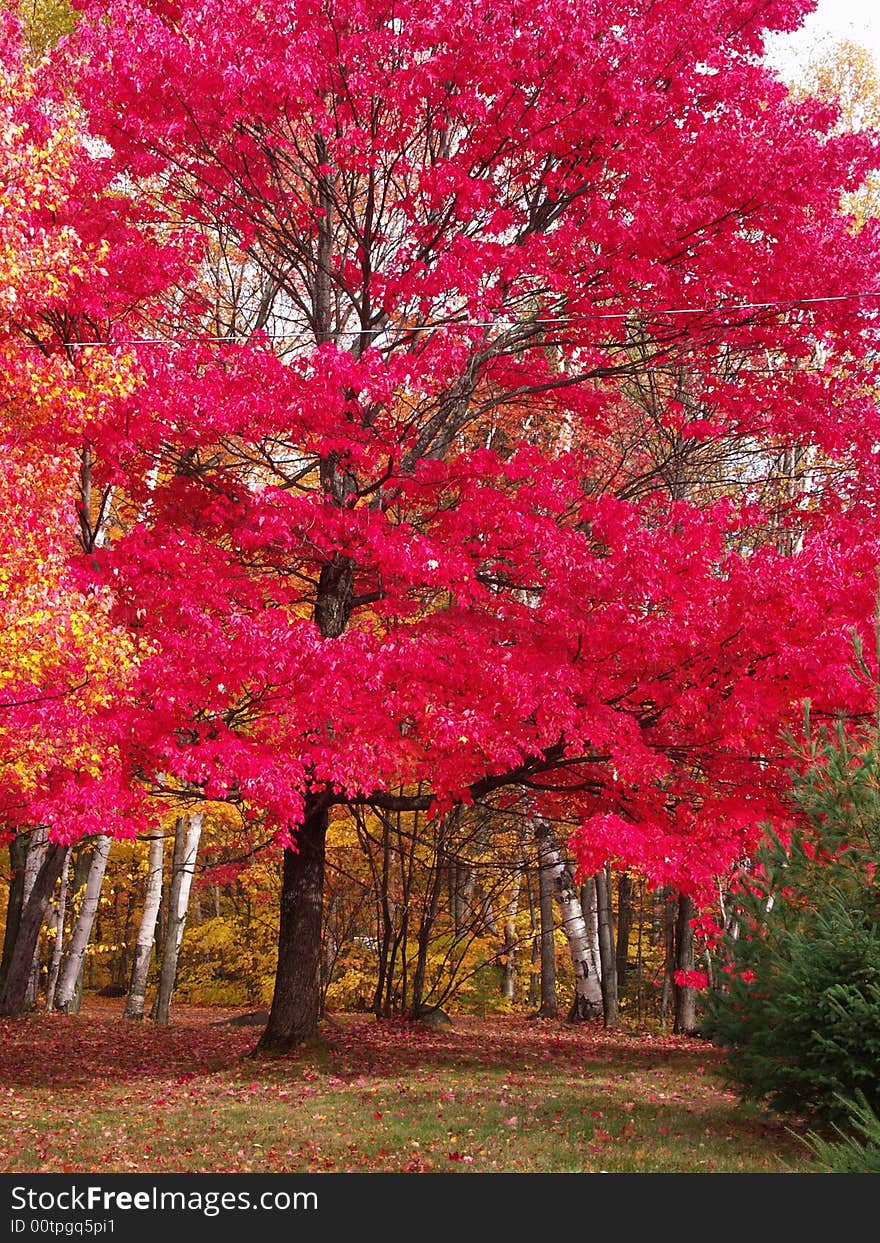 Bright red leaves at the peak of the fall season. Bright red leaves at the peak of the fall season