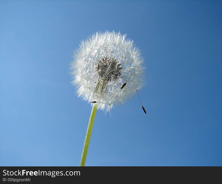 Dandelion with blue sky in background