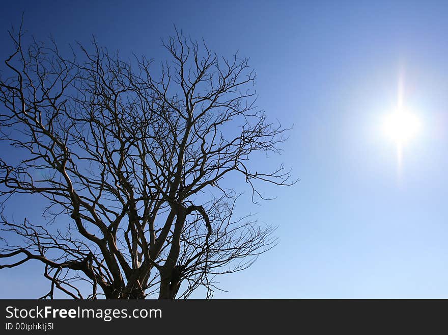 Bare tree on a clear winter day. Bare tree on a clear winter day