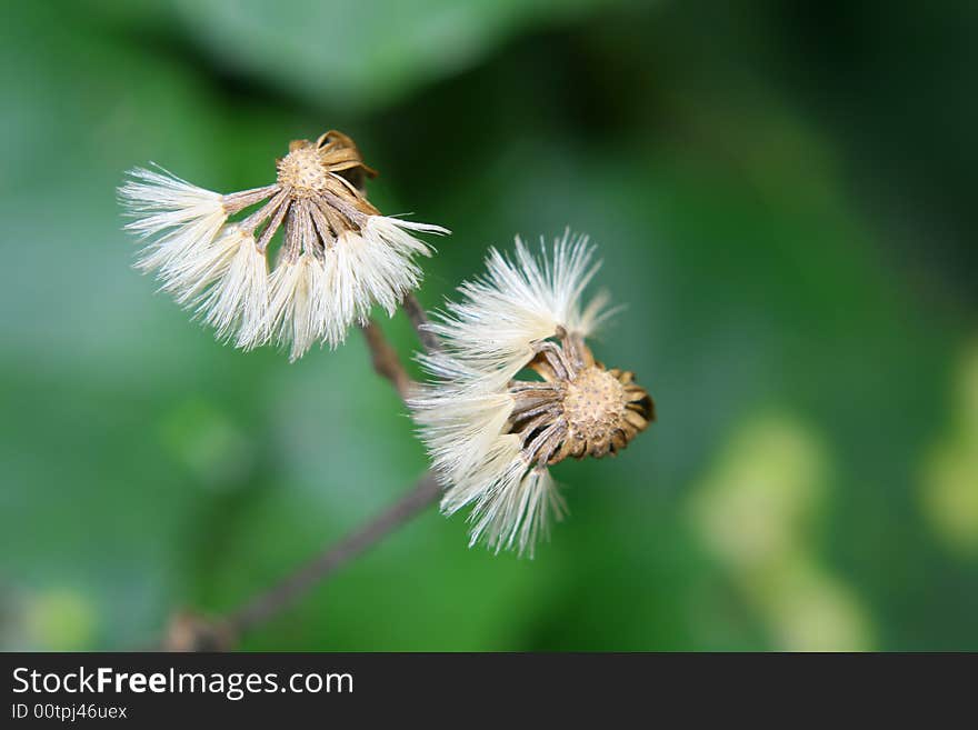 White dandelion against green unfocused background