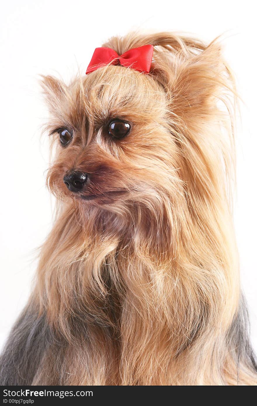 Yorkshire terrier with a red bow.Portrait of a Yorkshire terrier