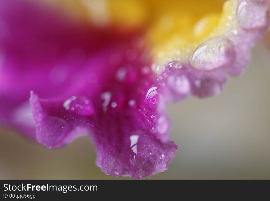 Dew drops on purple and yellow orchid. Dew drops on purple and yellow orchid