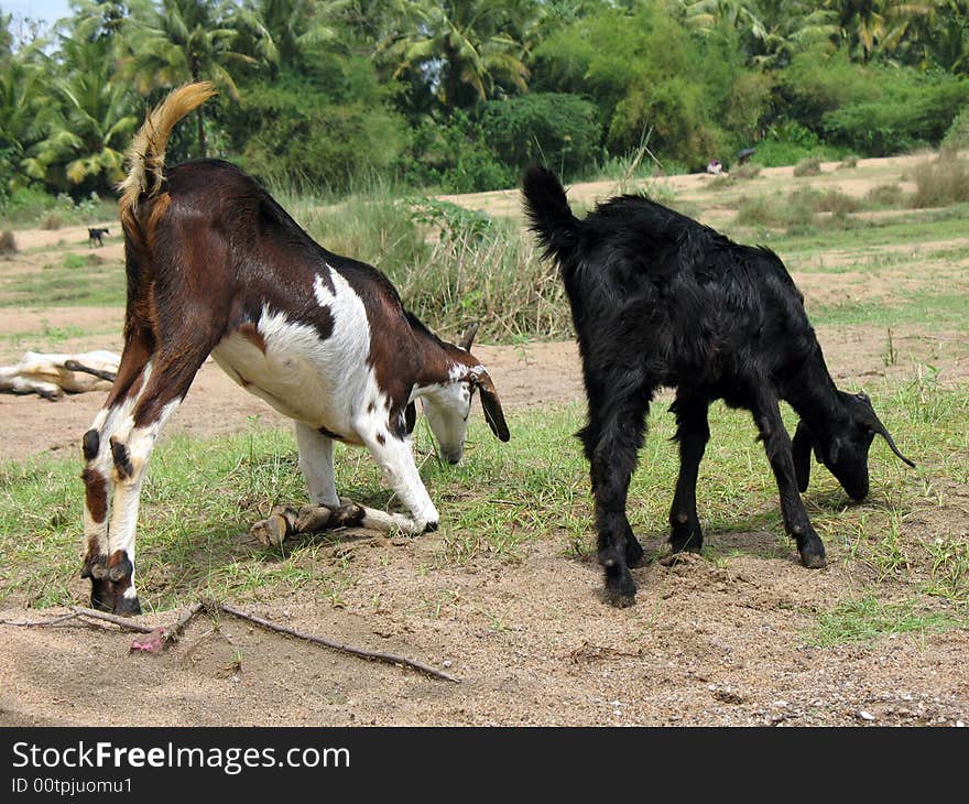 Two Brown goats portrait - in river grass