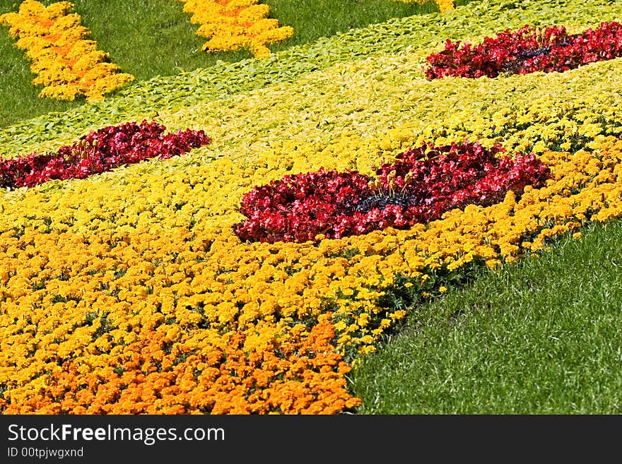 Design of different color flowers, natural background. Design of different color flowers, natural background