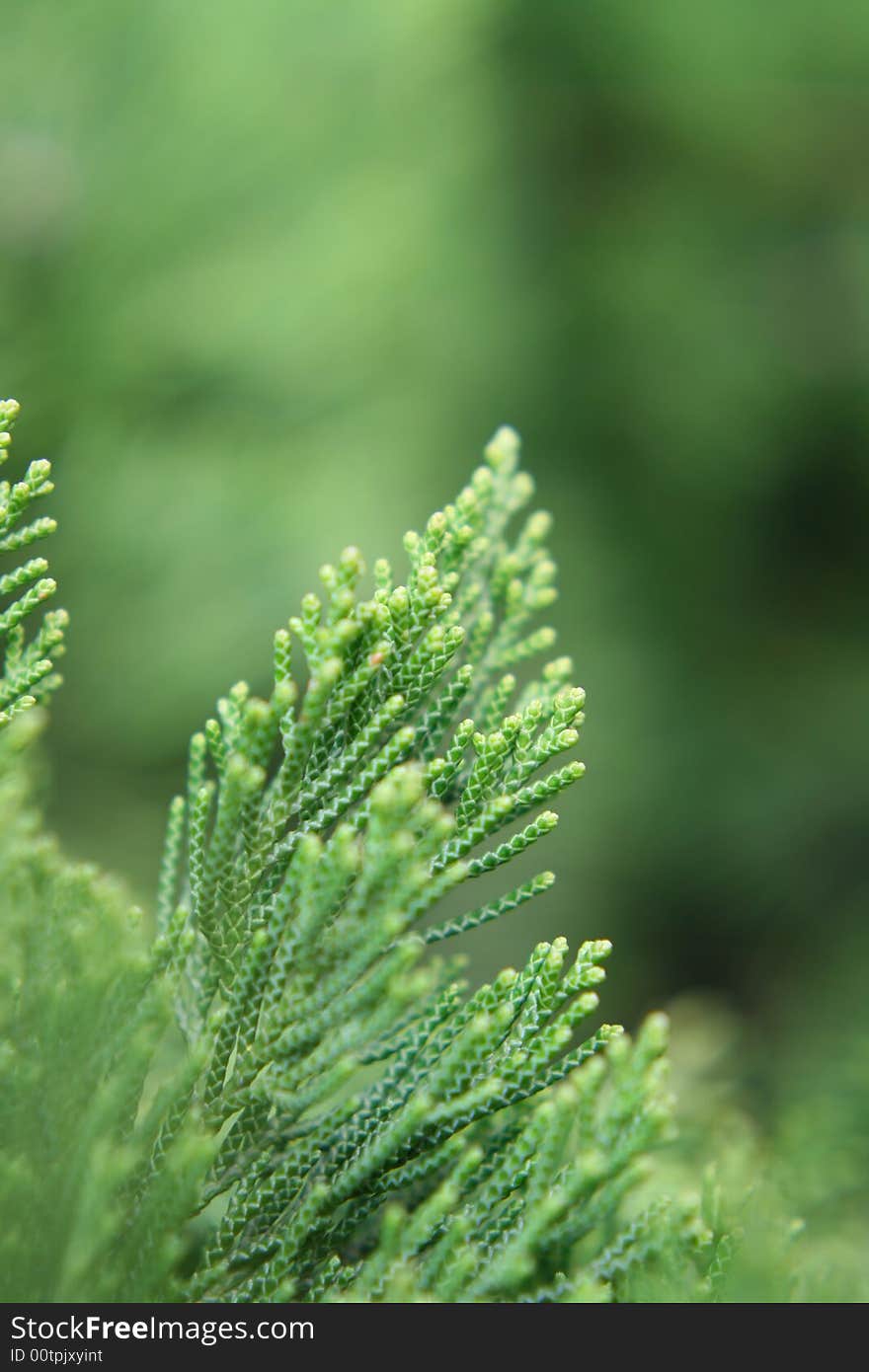 Green Leaves