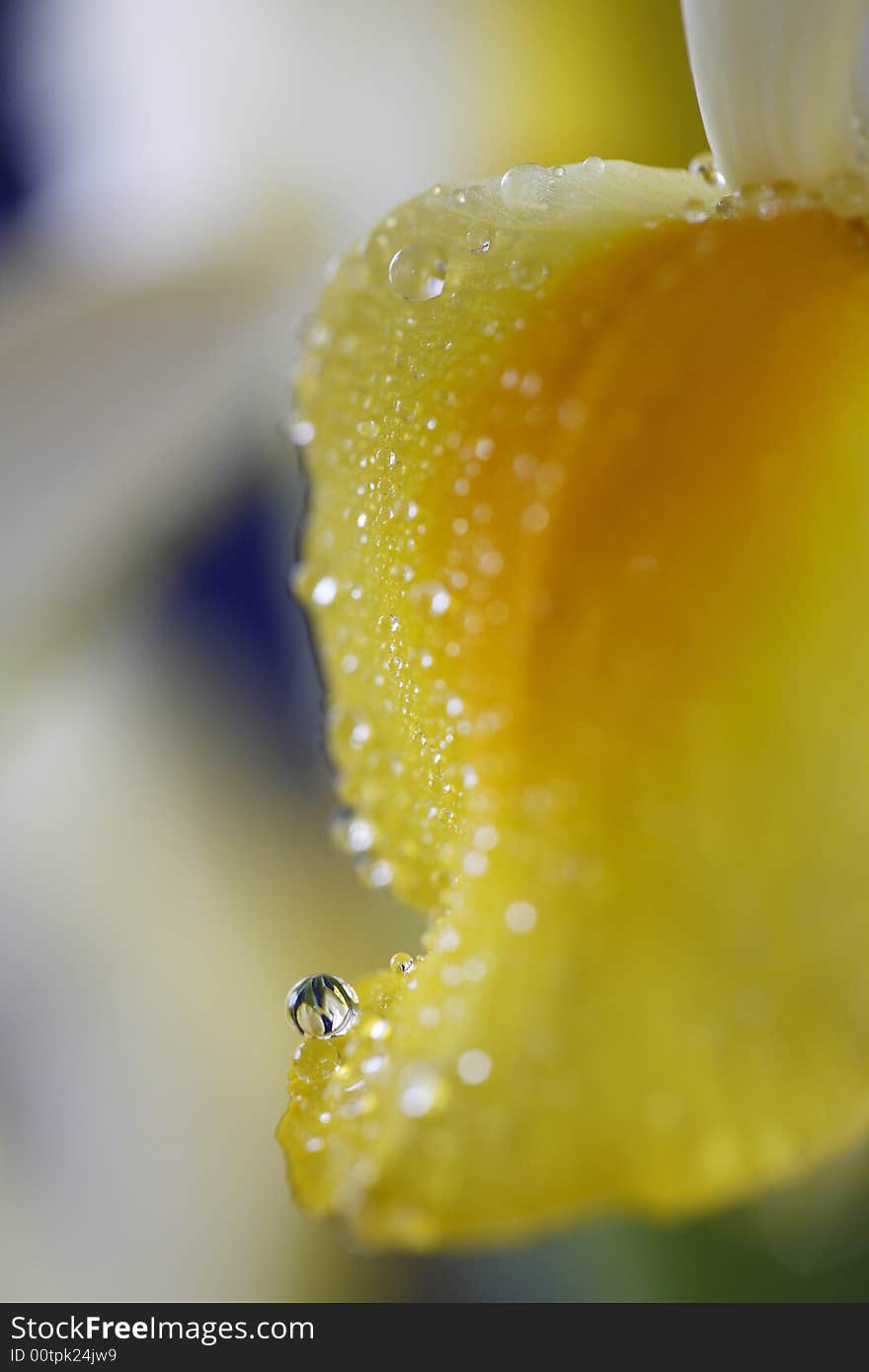 Water drop in Iris petal