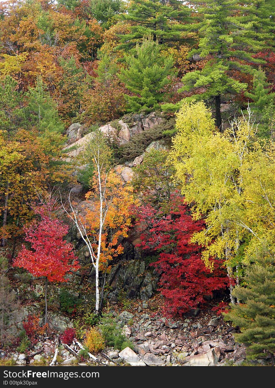 White birch tree surrounded by beautiful fall colours