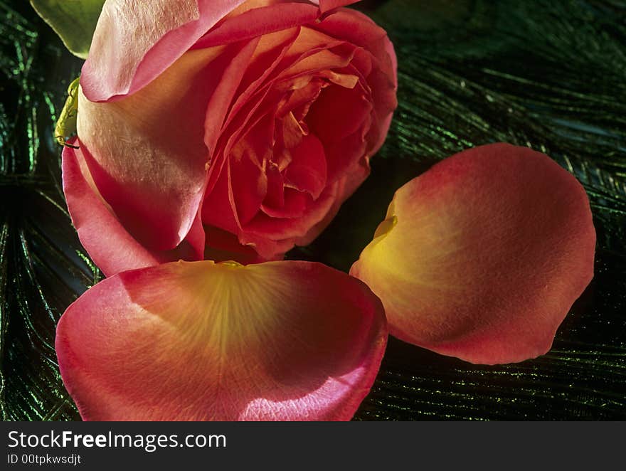 Rose and petals on top of reacock feathers