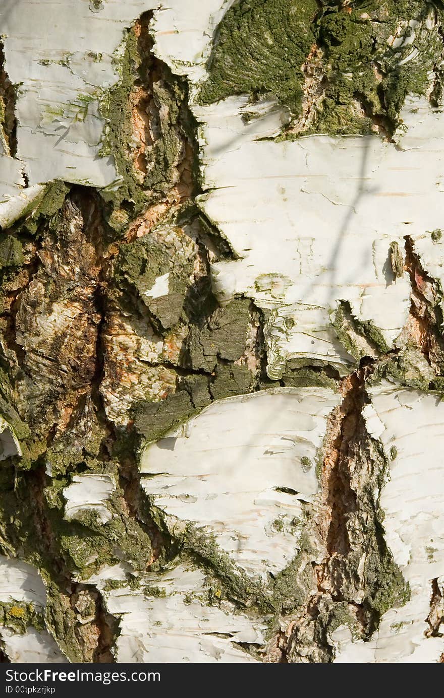 Fragment birch trunk, deeply cracked. Close up. Fragment birch trunk, deeply cracked. Close up.