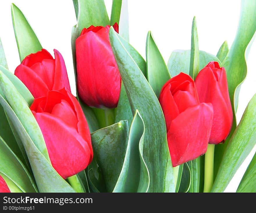 Red spring tulips on white background