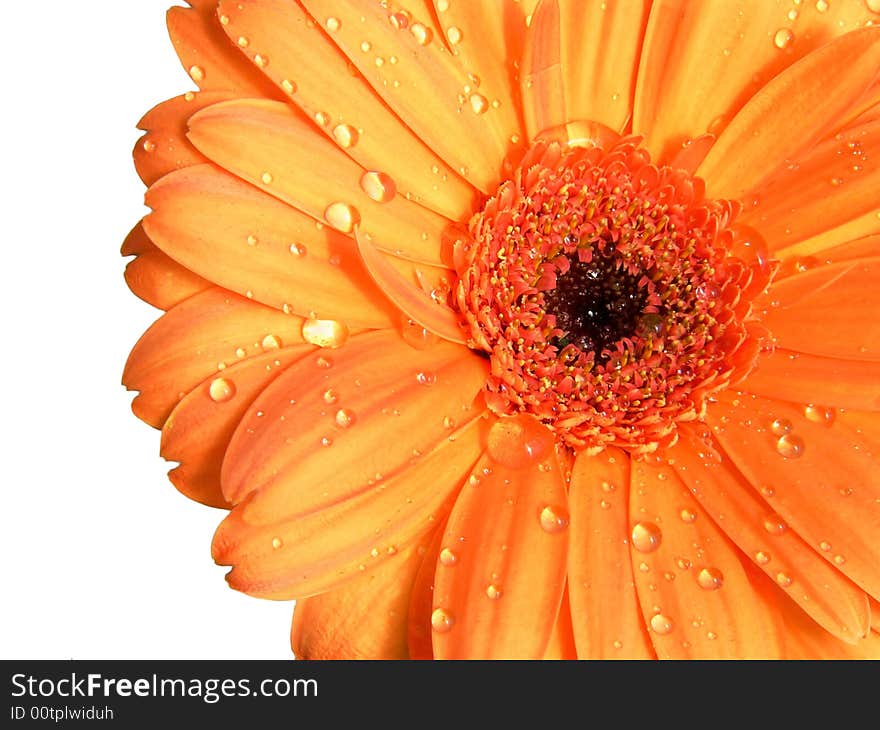 Detail of orange gerber with water drops