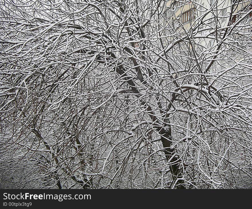 Winter tree brances full of snow