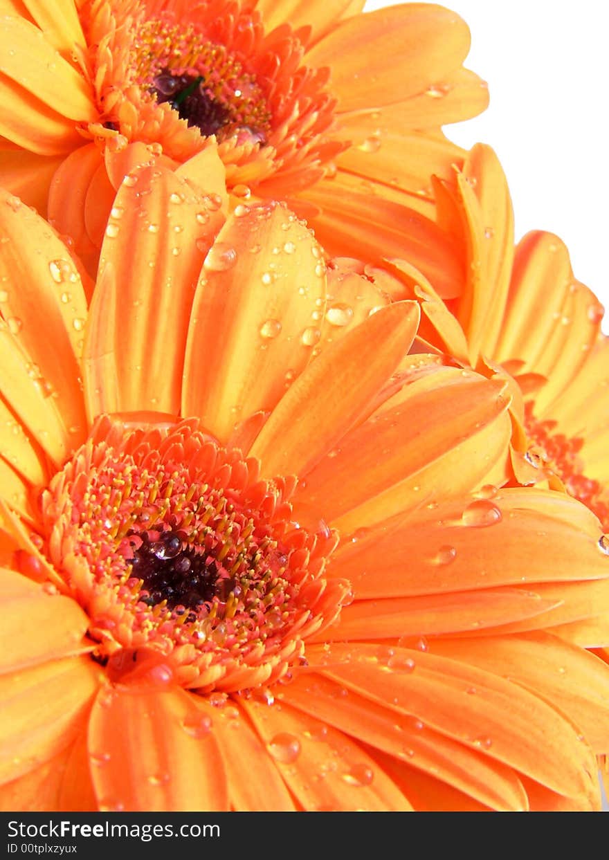 Detail of orange gerber with water drops. Detail of orange gerber with water drops