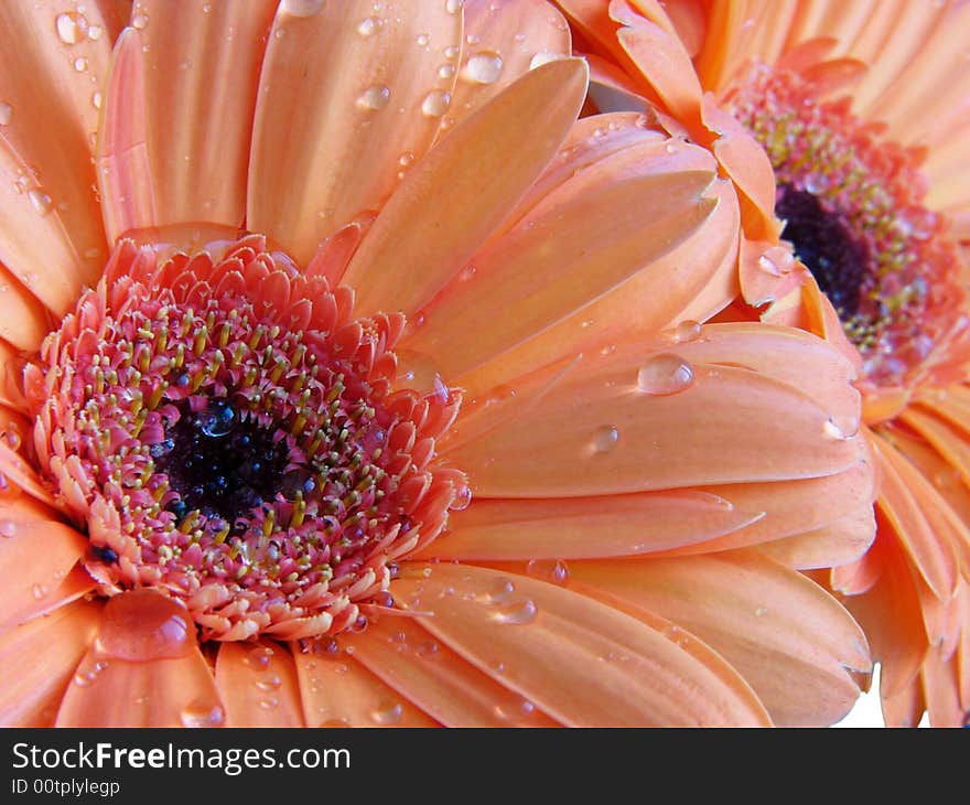 Detail of orange gerber with water drops. Detail of orange gerber with water drops