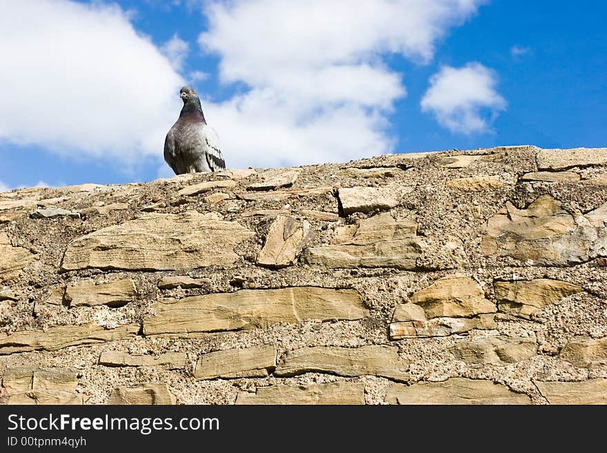 Pigeon On The Wall