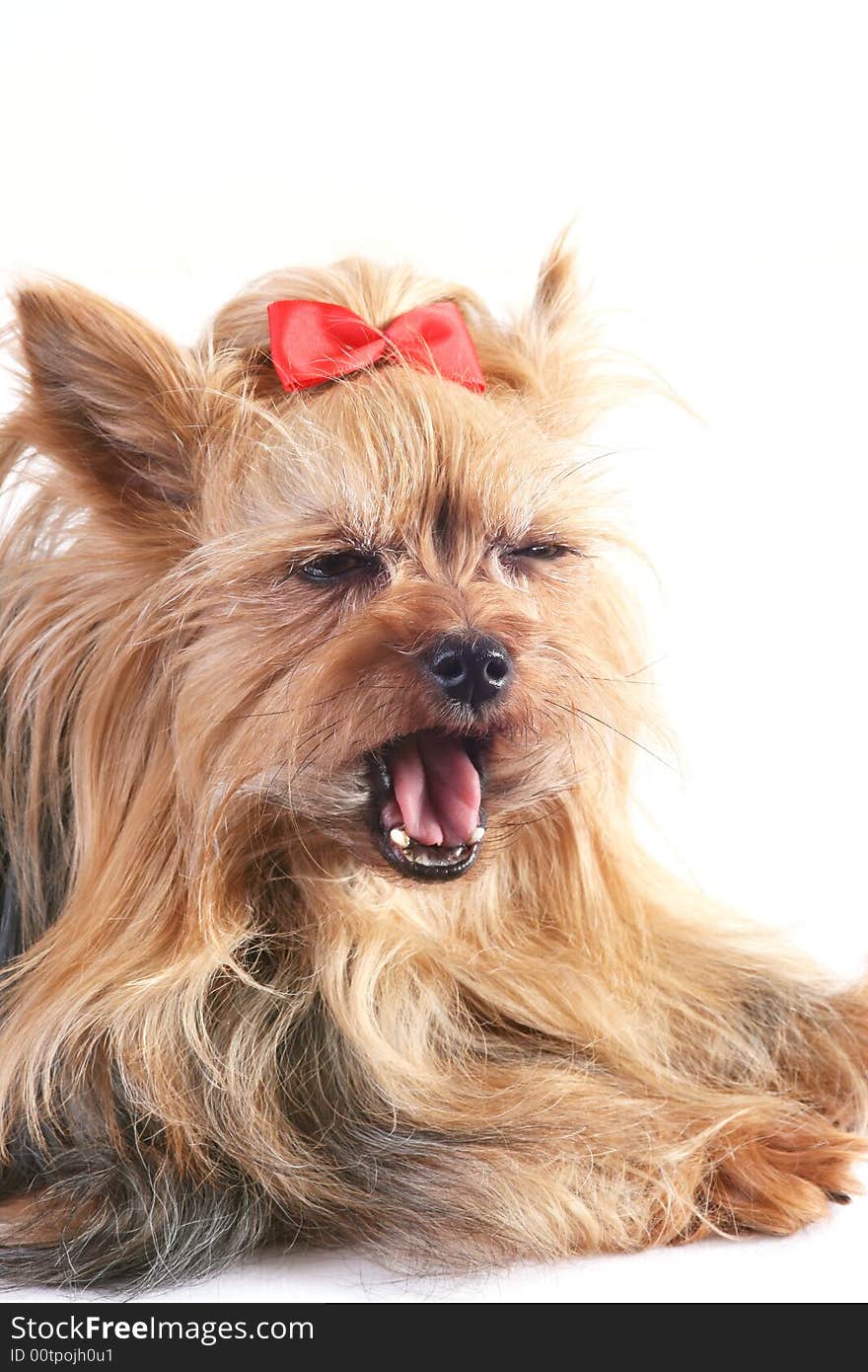 Yawning yorkshire terrier with a red bow.Portrait of a Yorkshire terrier
. Yawning yorkshire terrier with a red bow.Portrait of a Yorkshire terrier