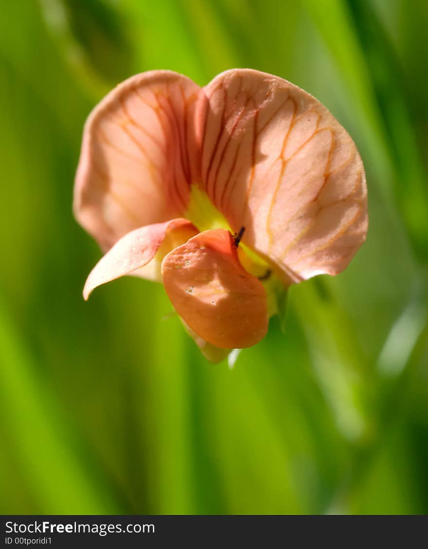 macro shot of orange wild flower. macro shot of orange wild flower