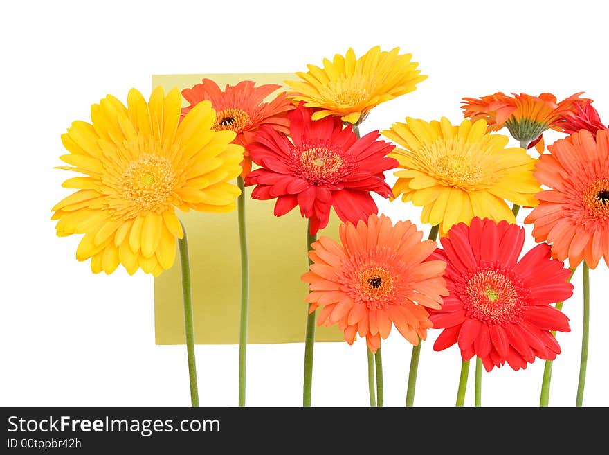 Daisies - isolated on white