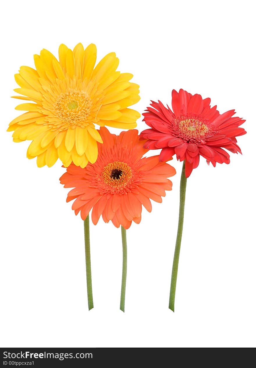 Three daisies - yellow, red, orange isolated on white. Three daisies - yellow, red, orange isolated on white