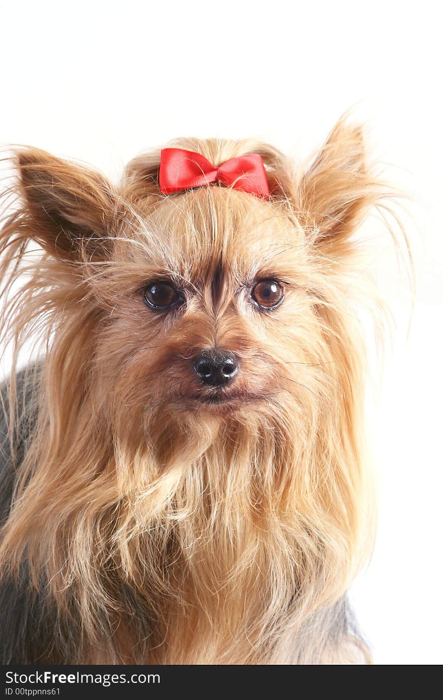 Yorkshire terrier with a red bow.Portrait of a Yorkshire terrier