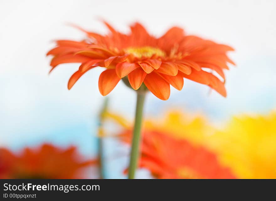 Single daisy on fresh background - side view - very narrow DOF