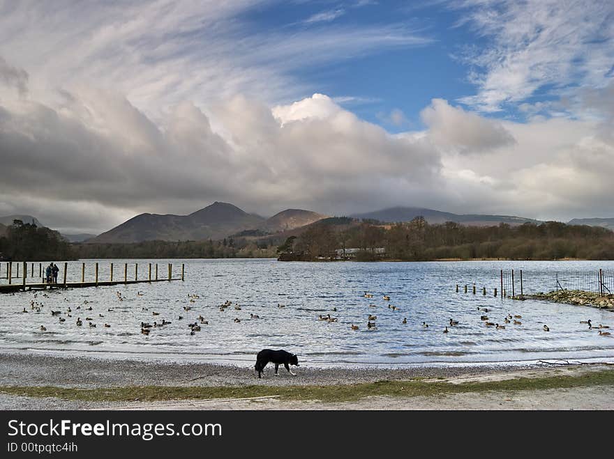 Collie by Derwentwater