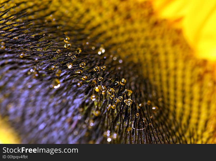 Dew On The Sunflower