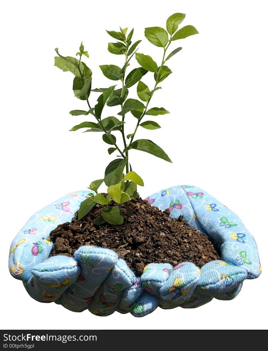 Hands holding potting soil and a plant. Hands holding potting soil and a plant