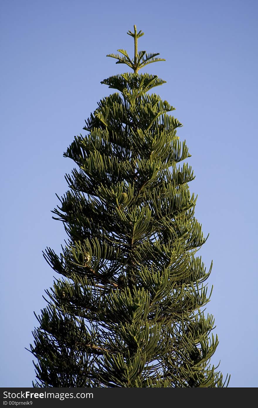 A pine tree that can be used as a Christmas tree. A pine tree that can be used as a Christmas tree.